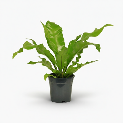 Asplenium nidus – Fougère nid d’oiseau - Verdeia