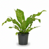 Asplenium Nidus — Helecho nido de pájaro - Verdeia - 1