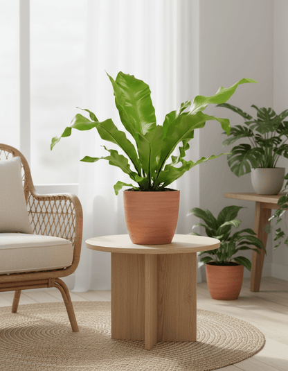 Asplenium nidus – Fougère nid d’oiseau - Verdeia