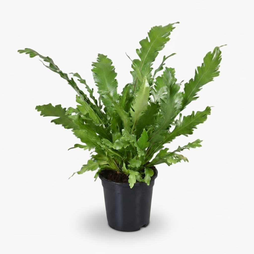 Asplenium nidus – Fougère nid d’oiseau - Verdeia