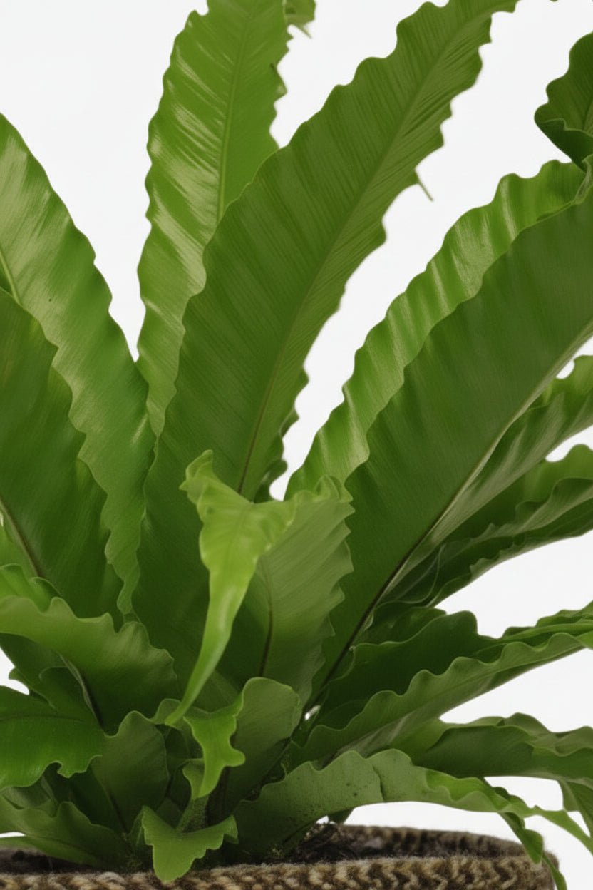 Pla detall del falguera Asplenium Osaka en una cistella marró fosc