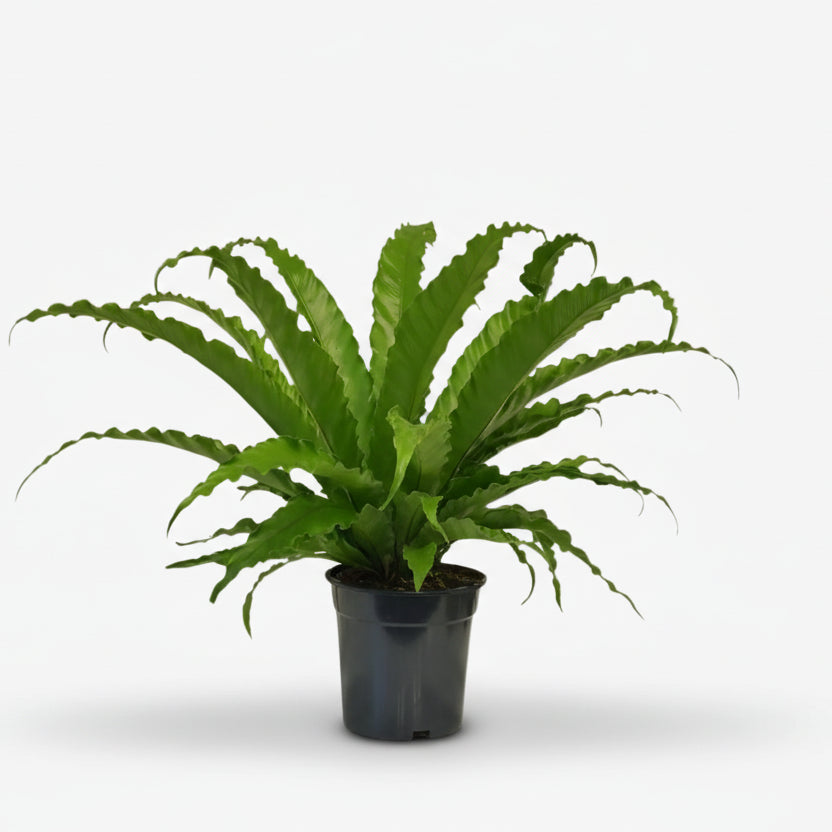 Asplenium Osaka — Helecho nido de pájaro - Verdeia - 1