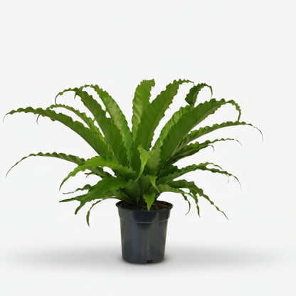 Asplenium Osaka — Helecho nido de pájaro - Verdeia - 1