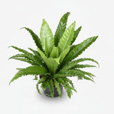 Asplenium Osaka — Helecho nido de pájaro - Verdeia - 6