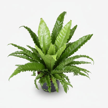 Asplenium Osaka — Helecho nido de pájaro - Verdeia - 6