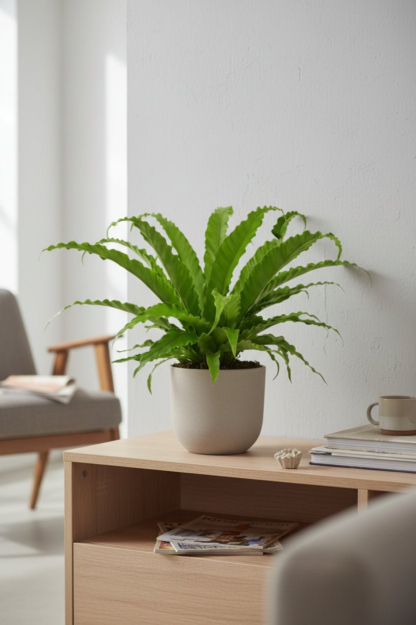 Asplenium Osaka — Helecho nido de pájaro - Verdeia - 3