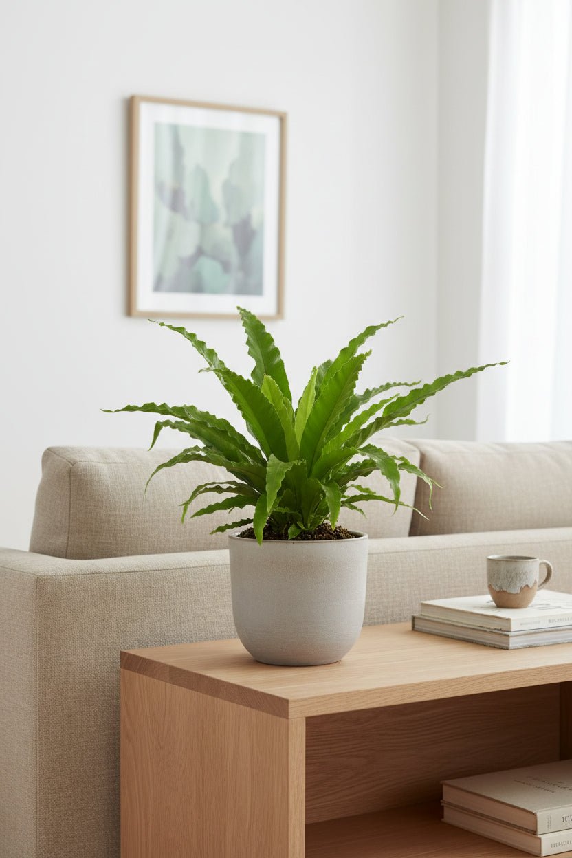 Asplenium Osaka — Falguera niu d&