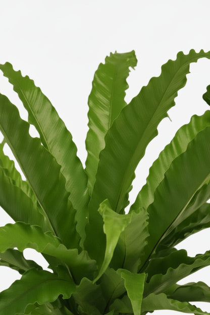 Asplenium Osaka — Helecho nido de pájaro - Verdeia - 2