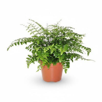 Asplenium ‘Parvati’ – Fougère tropicale d’intérieur - Verdeia