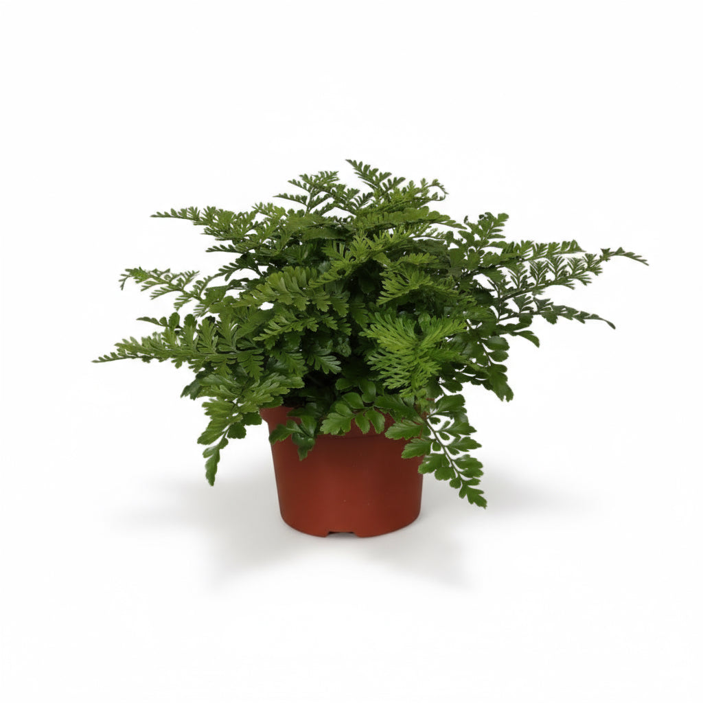 Asplenium ‘Parvati’ – Fougère tropicale d’intérieur - Verdeia