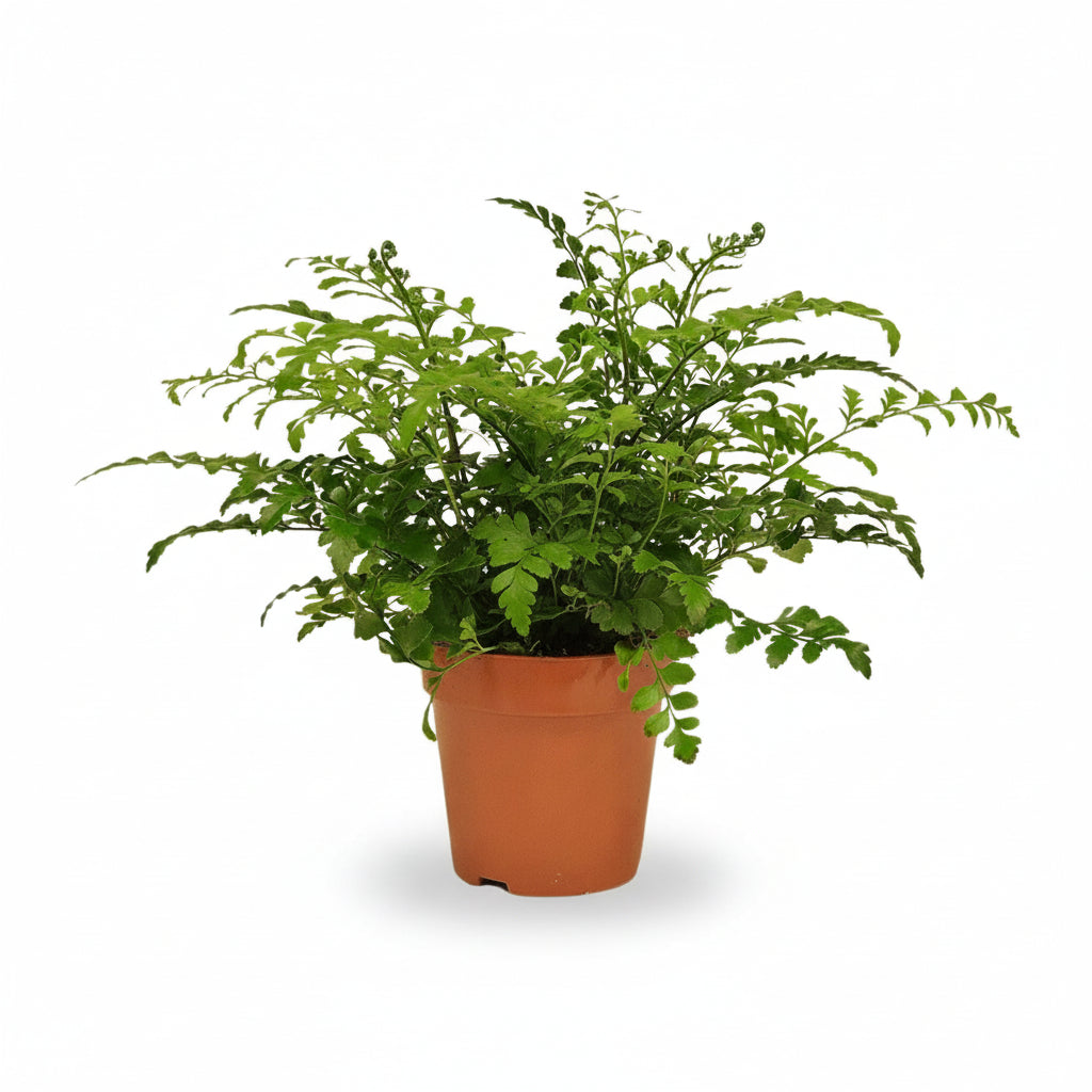 Asplenium „Parvati” — zanokcica gniazdowa - Verdeia - 8