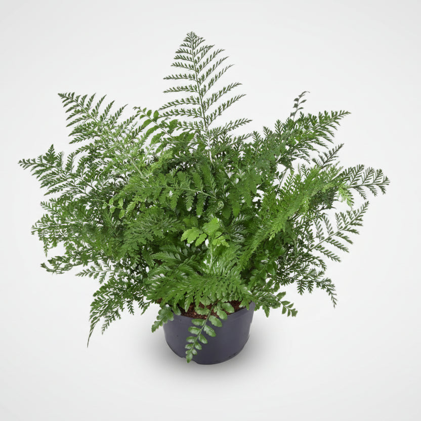 Asplenium &