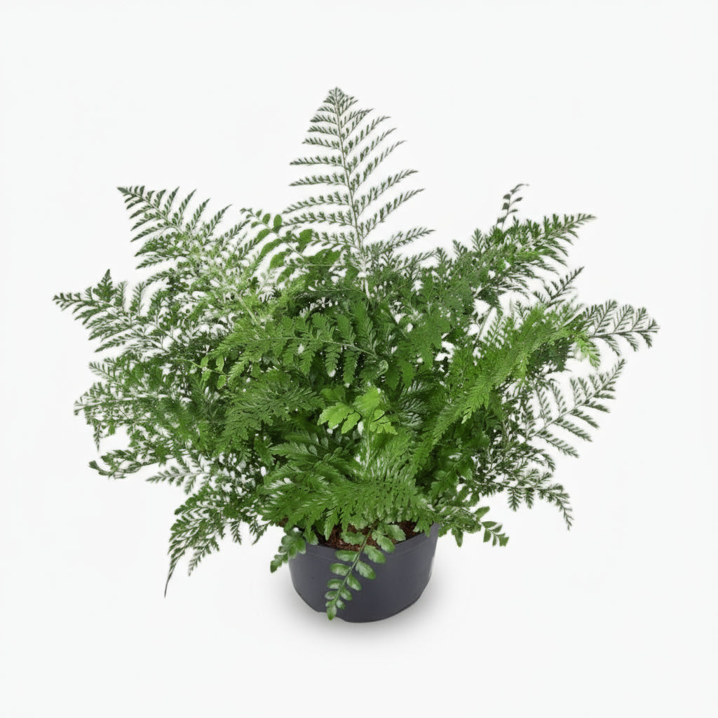 Asplenium ‘Parvati’ – Fougère tropicale d’intérieur - Verdeia
