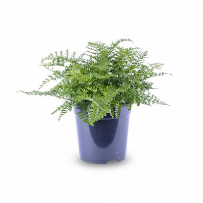 Asplenium ‘Parvati’ – Fougère tropicale d’intérieur - Verdeia