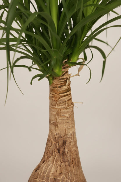 Beaucarnea Nolina — Pie de elefante — Ø19 cm — H60 cm - Verdeia - 2