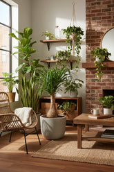 Beaucarnea Nolina — Pie de elefante — Ø19 cm — H60 cm - Verdeia - 5