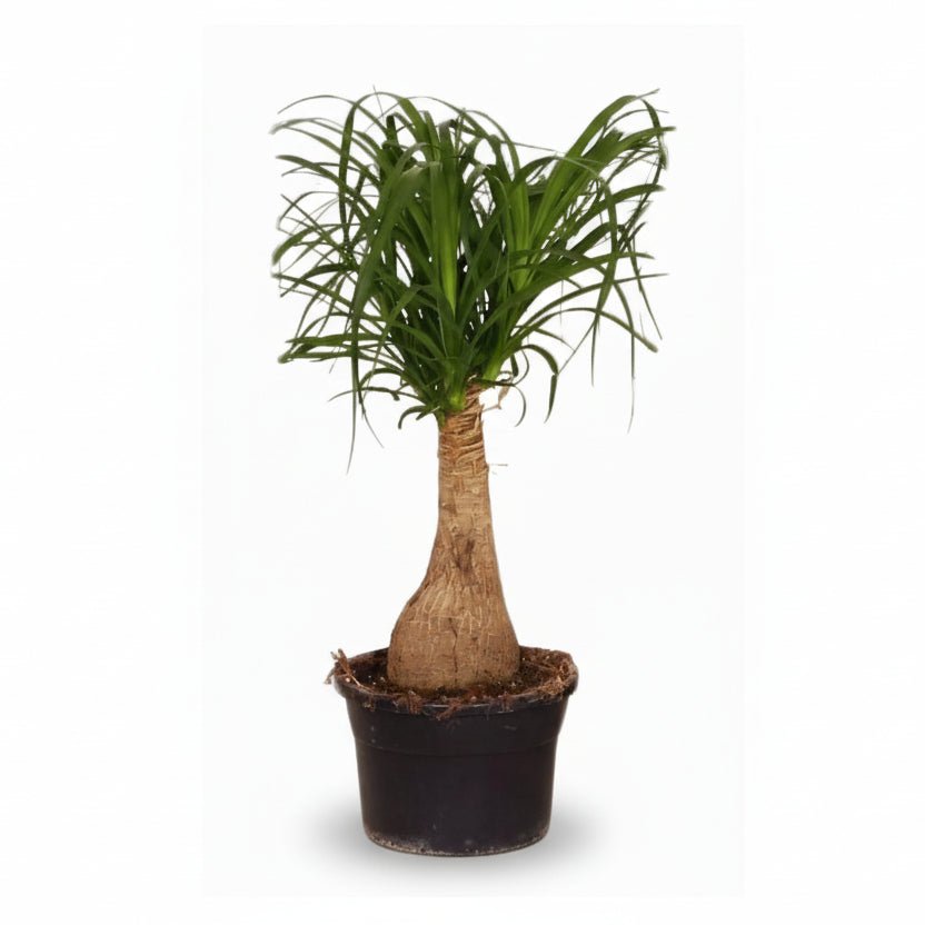 Beaucarnea Nolina — Pie de elefante — Ø19 cm — H60 cm - Verdeia - 1