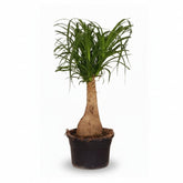 Beaucarnea Nolina — Pie de elefante — Ø19 cm — H60 cm - Verdeia - 1