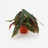 Begonia Maculata - Ø12cm - A20cm - Verdeia - 1