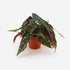 Begonia Maculata - Ø12cm - A20cm - Verdeia - 1