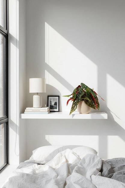 Begonia Maculata - Ø12cm - H20cm - Verdeia - 3