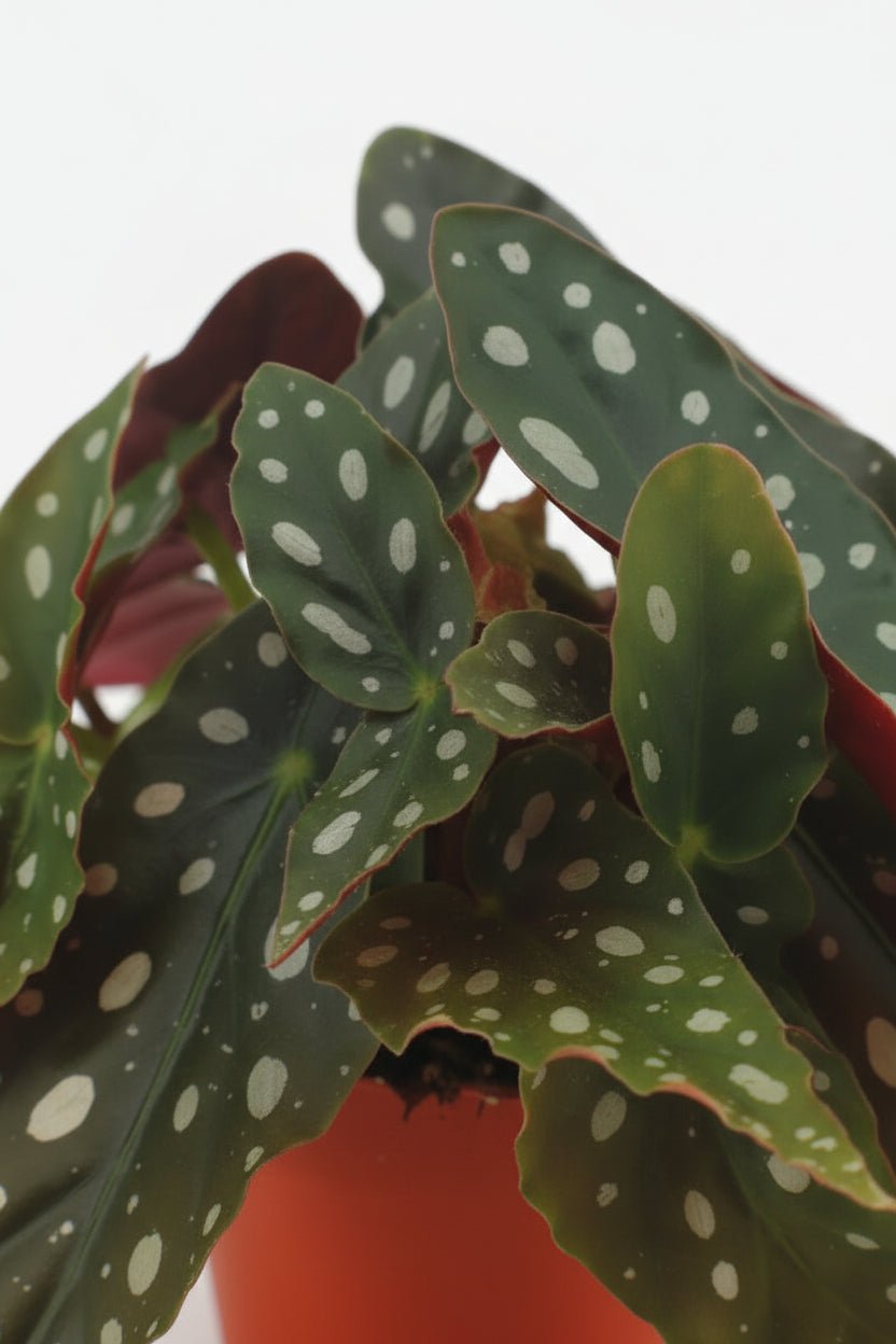 Begonia Maculata - Ø12cm - H20cm - Verdeia - 2