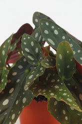 Begonia Maculata - Ø12cm - H20cm - Verdeia - 2