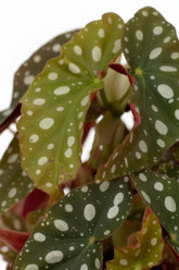 Begonia maculata &