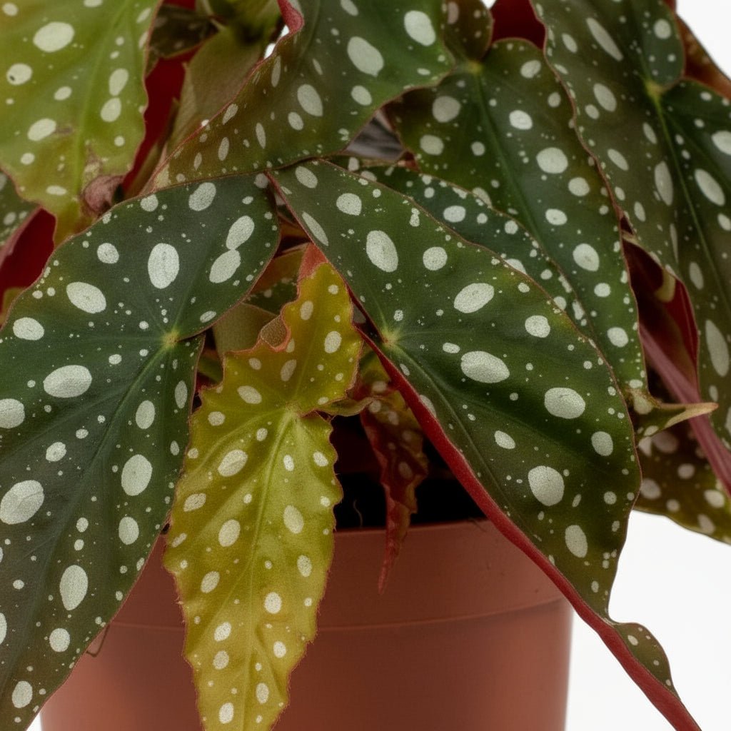 Begonia maculata ‘Wightii’ — Ø12 cm — H20 cm - Verdeia