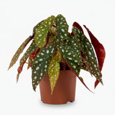 Begonia maculata ‘Wightii’ — Ø12 cm — H20 cm - Verdeia - 1