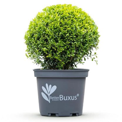 BetterBuxus® &