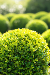BetterBuxus® &