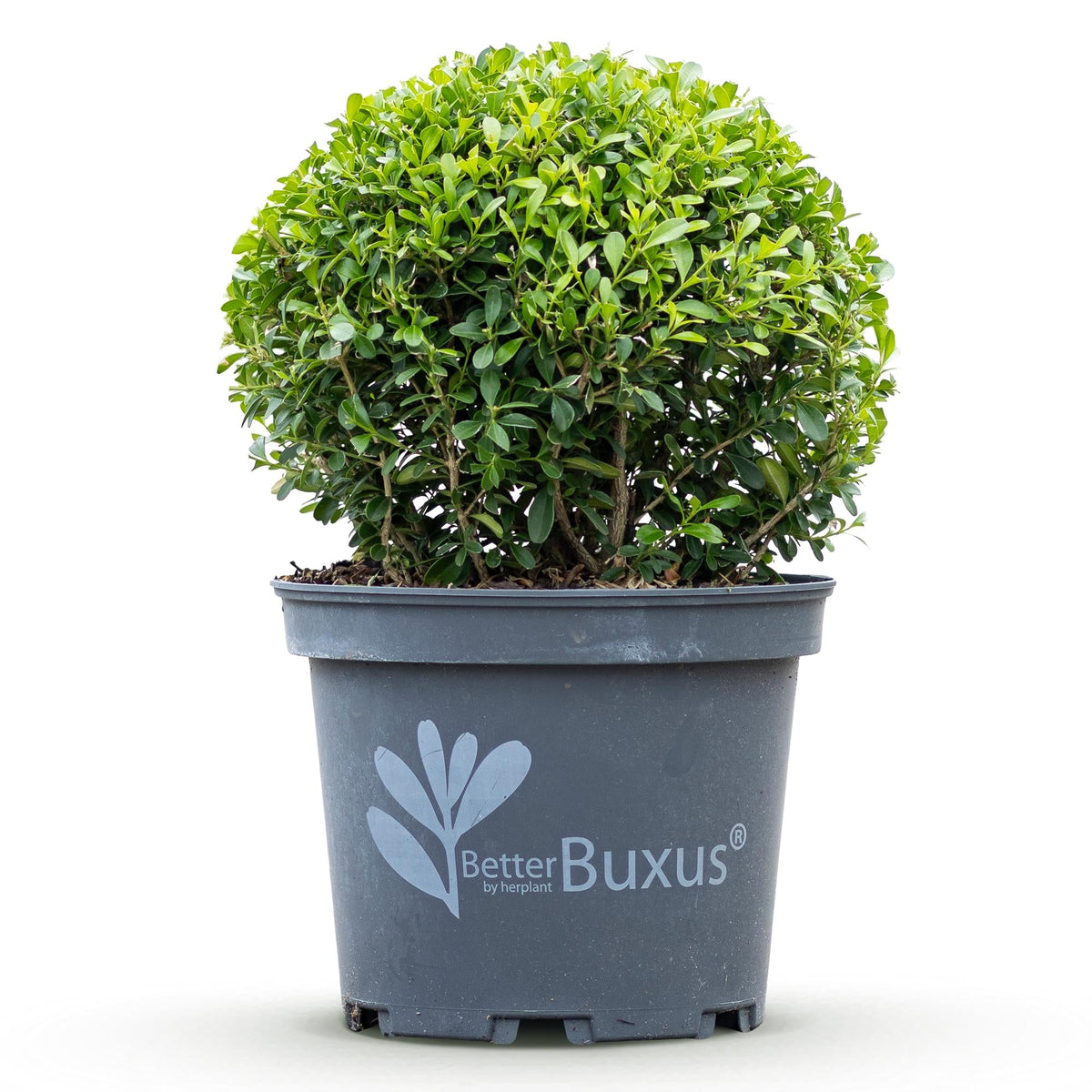 BetterBuxus® &