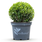 BetterBuxus® &