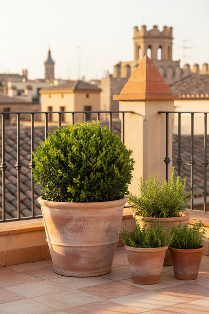 BetterBuxus® &