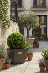 BetterBuxus® &