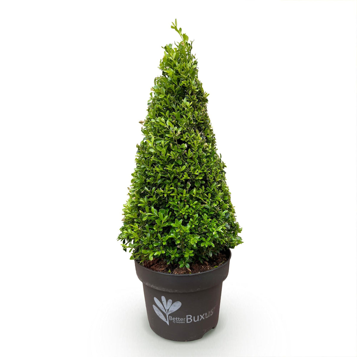 BetterBuxus® &