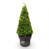 BetterBuxus® &