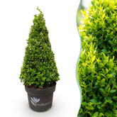 BetterBuxus® &