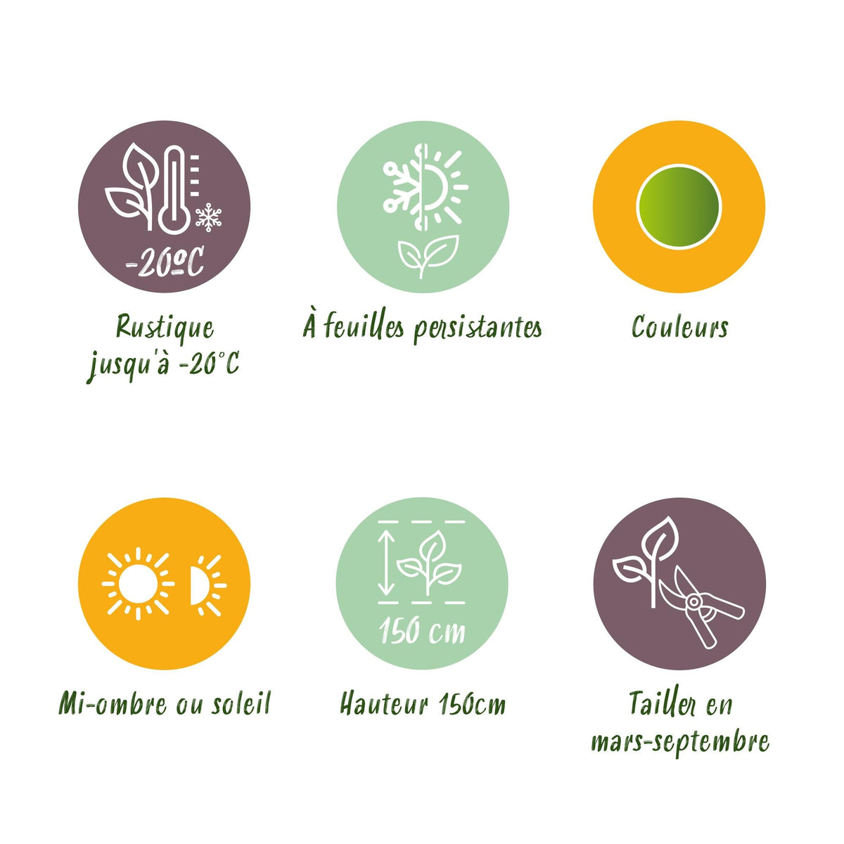 BetterBuxus® &