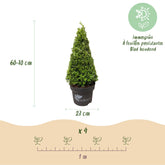 BetterBuxus® &