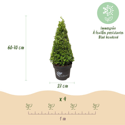 BetterBuxus® &