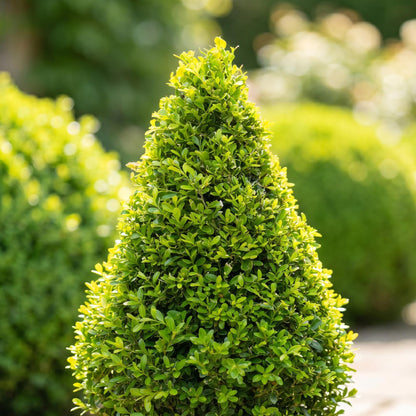 BetterBuxus® &