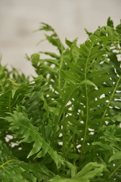 Blechnum Silver Lady — Helecho plateado — Ø17 cm — H50 cm - Verdeia - 2
