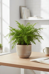 Blechnum Silver Lady — Helecho plateado — Ø17 cm — H50 cm - Verdeia - 4