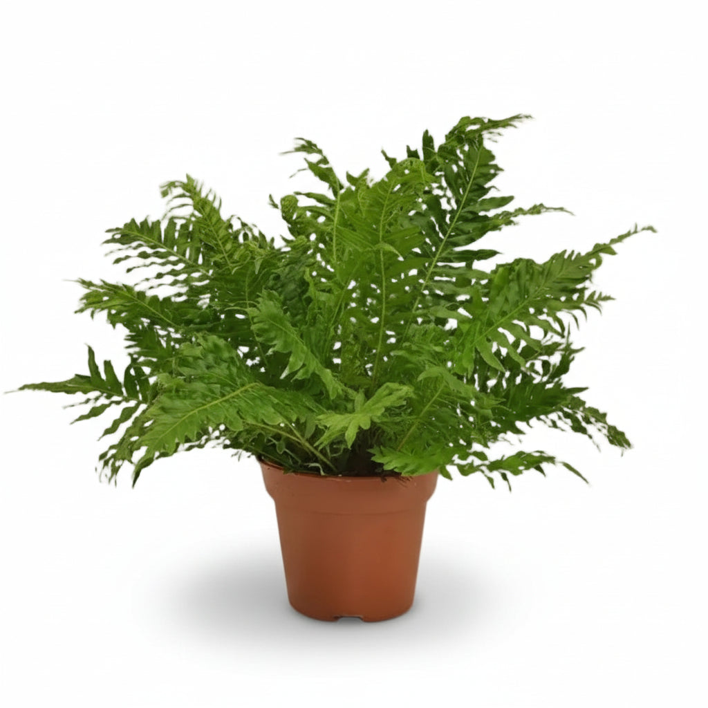 Blechnum Silver Lady — Helecho plateado — Ø17 cm — H50 cm - Verdeia - 1