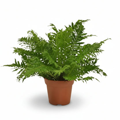 Blechnum Silver Lady — Helecho plateado — Ø17 cm — H50 cm - Verdeia - 1