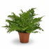 Blechnum Silver Lady — Helecho plateado — Ø17 cm — H50 cm - Verdeia - 1