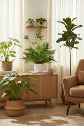 Blechnum Silver Lady — Helecho plateado — Ø17 cm — H50 cm - Verdeia - 5