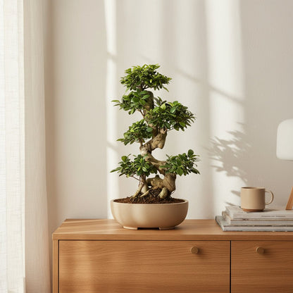 Bonsaï Ficus ginseng — Ø27 cm — H70 cm - Verdeia
